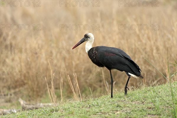 African Woolly-necked Stork