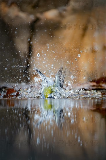 Great tit