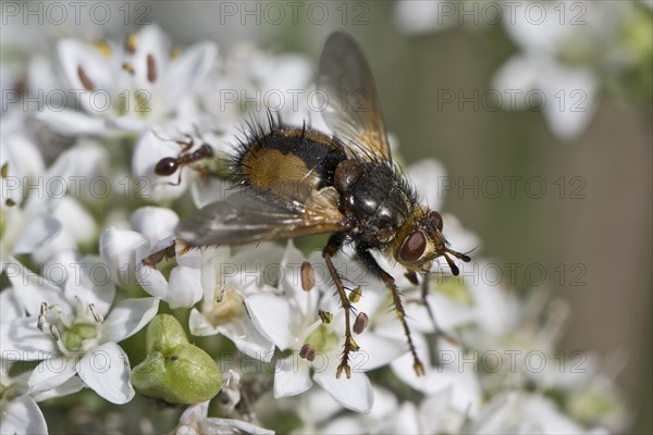 Hedgehog fly