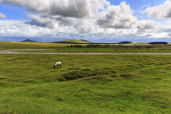 High moor