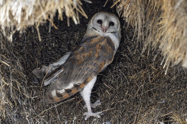 Barn Owl