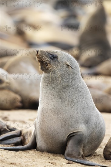 Cape Fur Seal