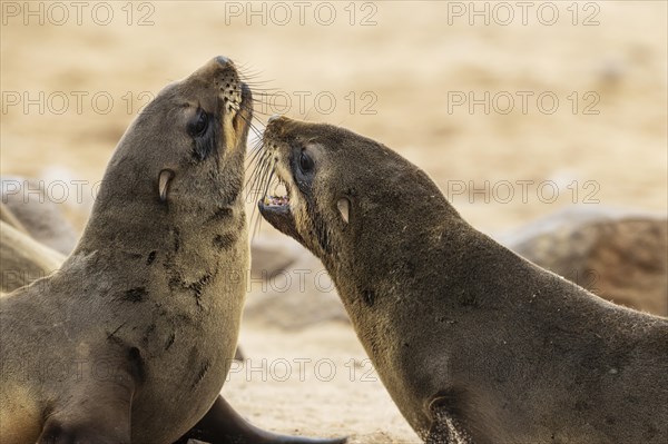 Cape Fur Seal