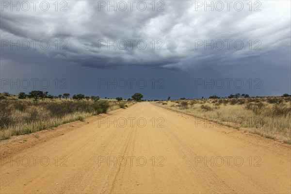 Gravel road and approaching thunderstorm during the rainy season. Kalahari Desert. Kgalagadi Transfrontier Park
