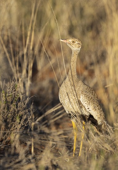 Northern Black Korhaan