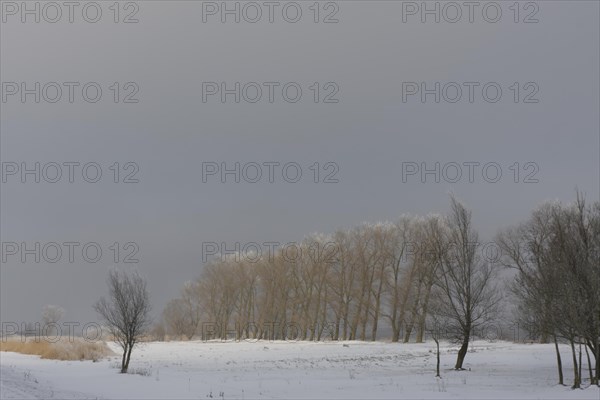 Winter on the Weser