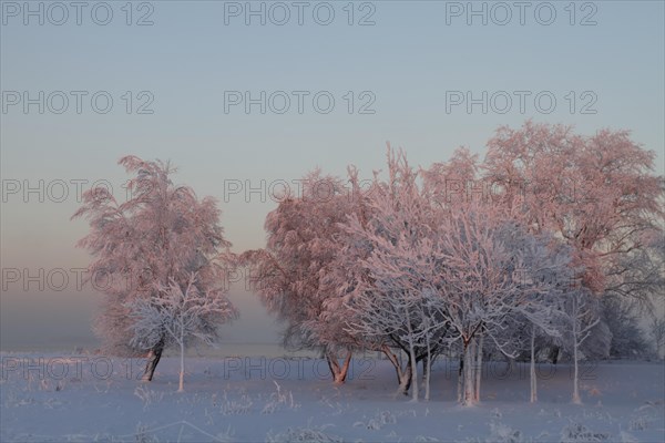 Trees with hoarfrost at sunset