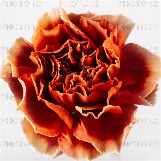 Directly red carnations flower