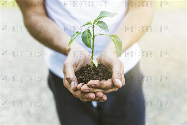 Crop person showing seedling