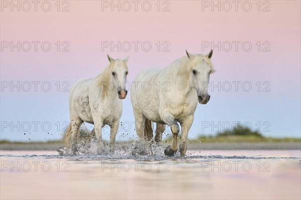 Camargue horses walking through the water at sunrise