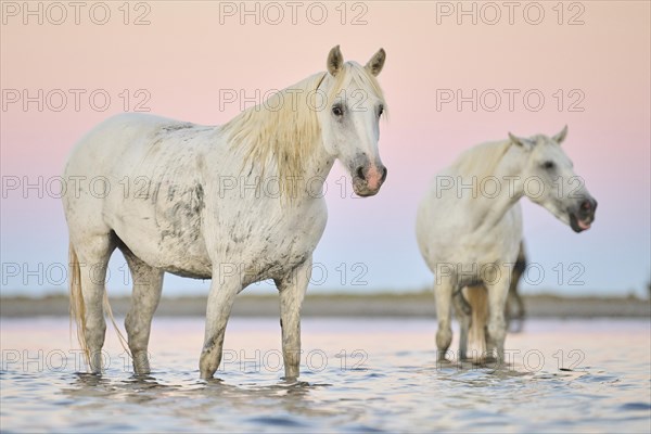 Camargue horses standing in the water at sunrise