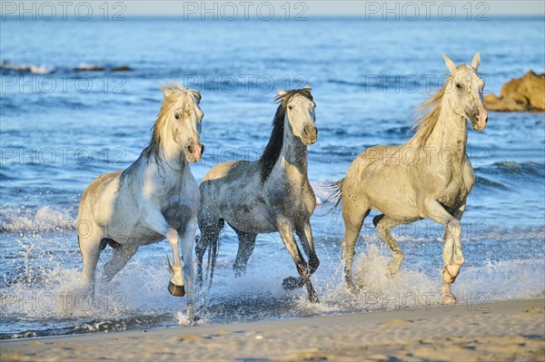 Camargue horses running out of the sea on a beach in morning light