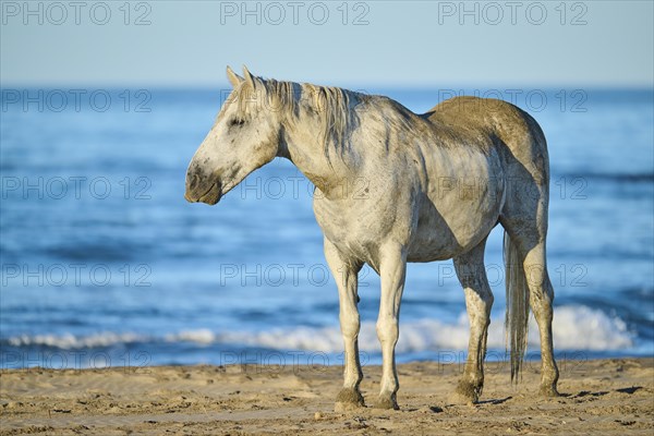 Camargue horse standing on a beach in morning light