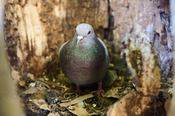 Feral pigeon