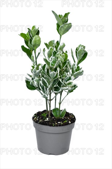 Potted 'Euonymus Japonicus Kathy' spindle tree plant on white background