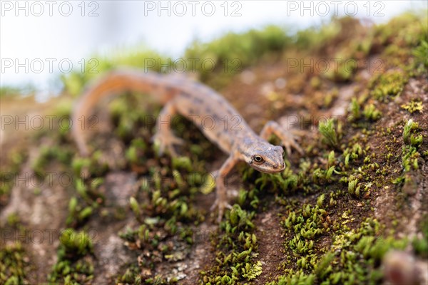 Common newt