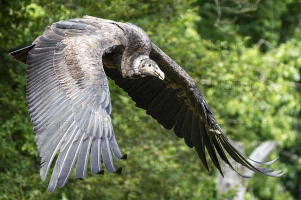 Andean condor