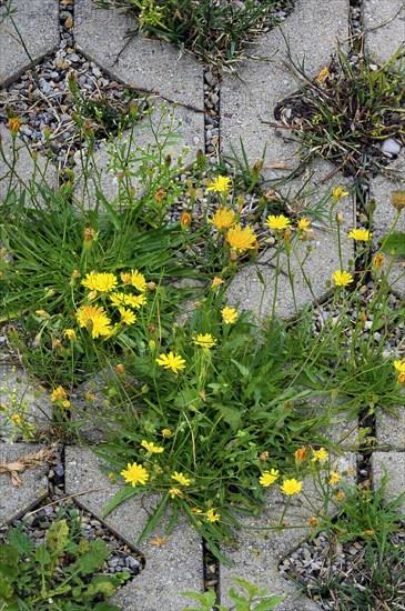 Paving with culvert for nature