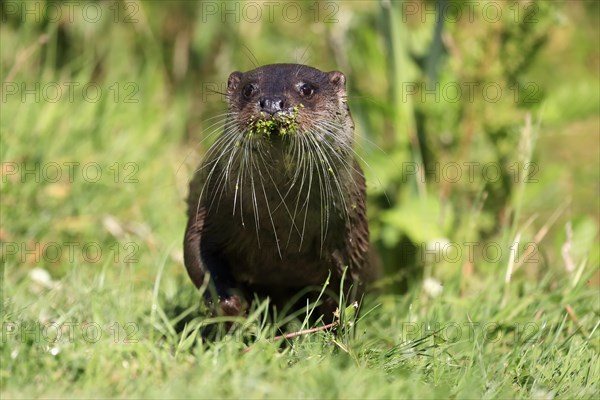 European otter