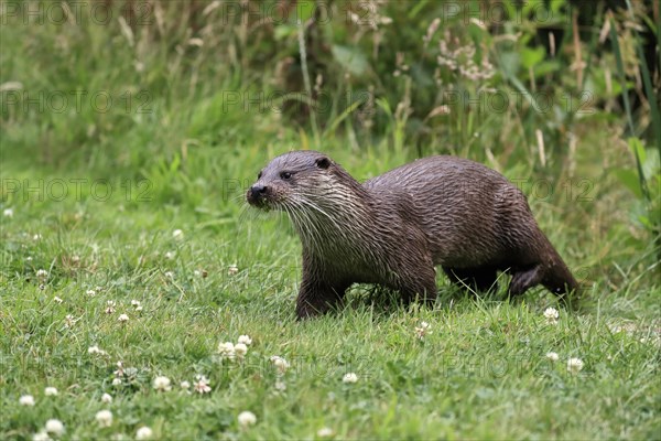 European otter