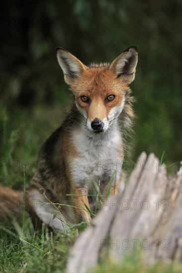 Red fox