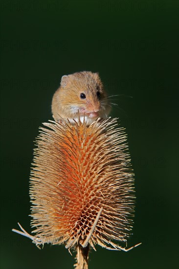 Eurasian harvest mouse