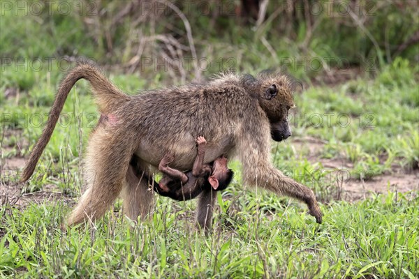 Bear baboon