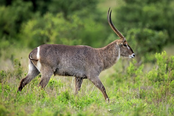 Ellipsen waterbuck