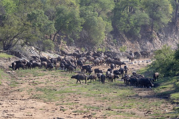 Cape buffalo