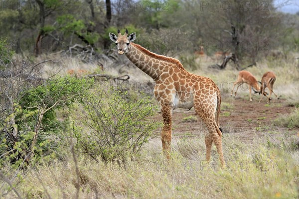 Southern giraffe