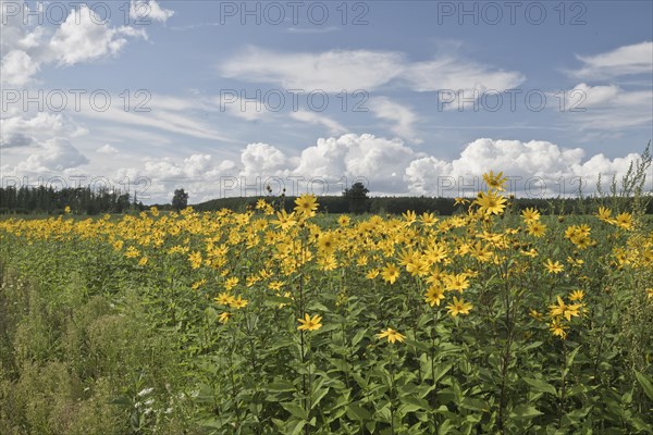 Jerusalem artichoke