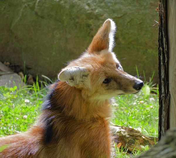 Maned wolf