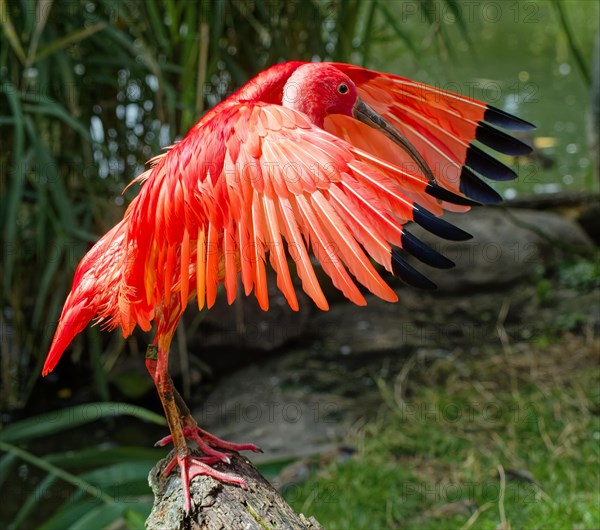 Scarlet ibises