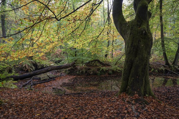 Beech forest in autumn