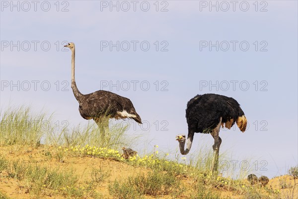 Ostrich