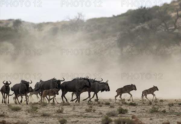 Blue Wildebeest