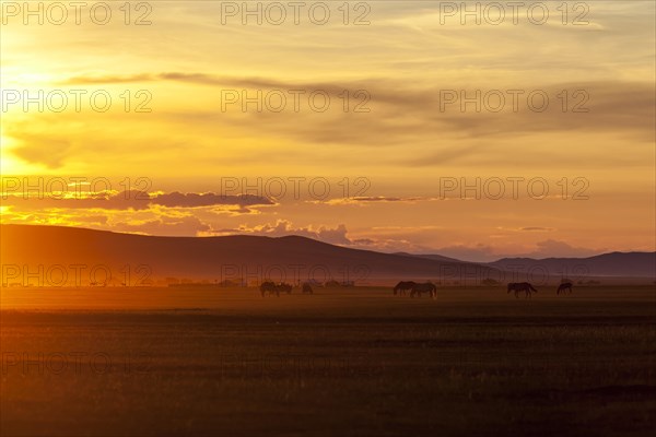 Grazing horses