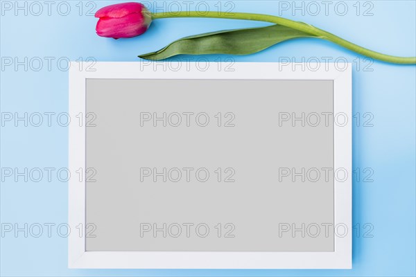 Pink fresh flower near frame