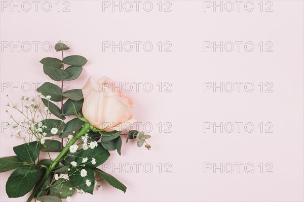 Gypsophila rose flower corner pink background