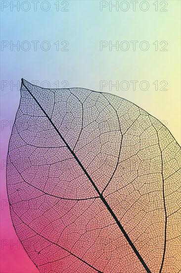 Vibrant colored transparent fall leaf