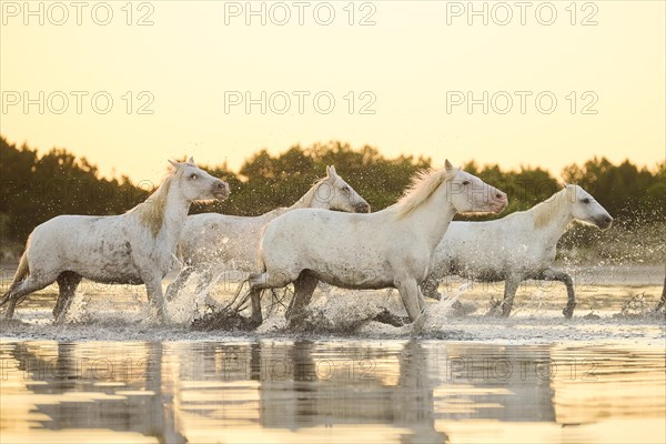 Camargue horses running through the water at sunrise