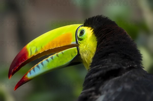 Keel-billed toucan