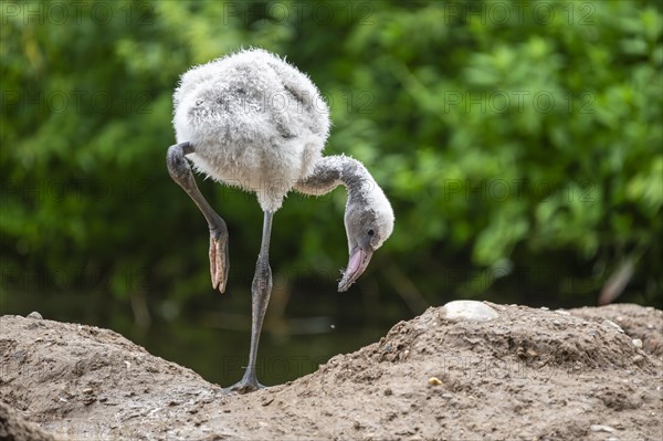 American flamingo