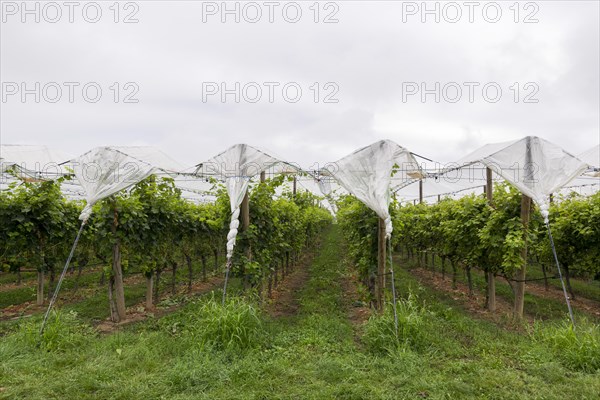 Vineyard covered with protective nets