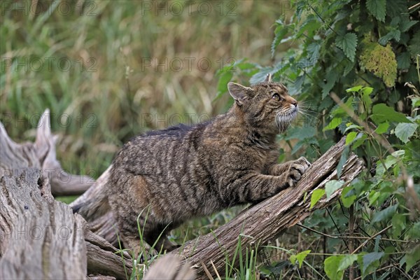 European wildcat