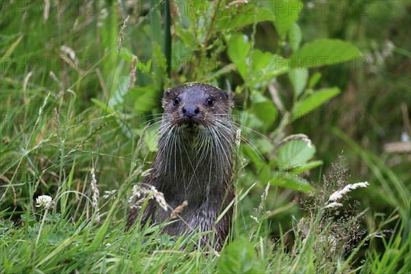 European otter