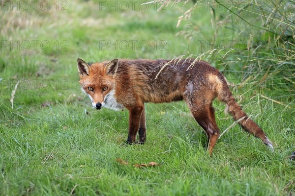 Red fox