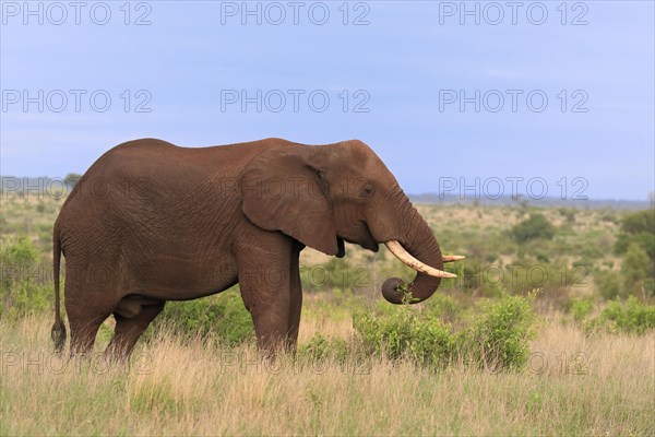 African elephant