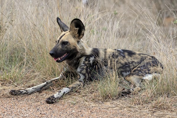 African wild dog