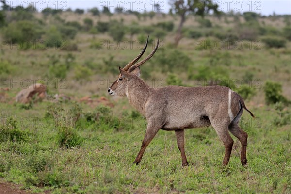 Ellipsen waterbuck